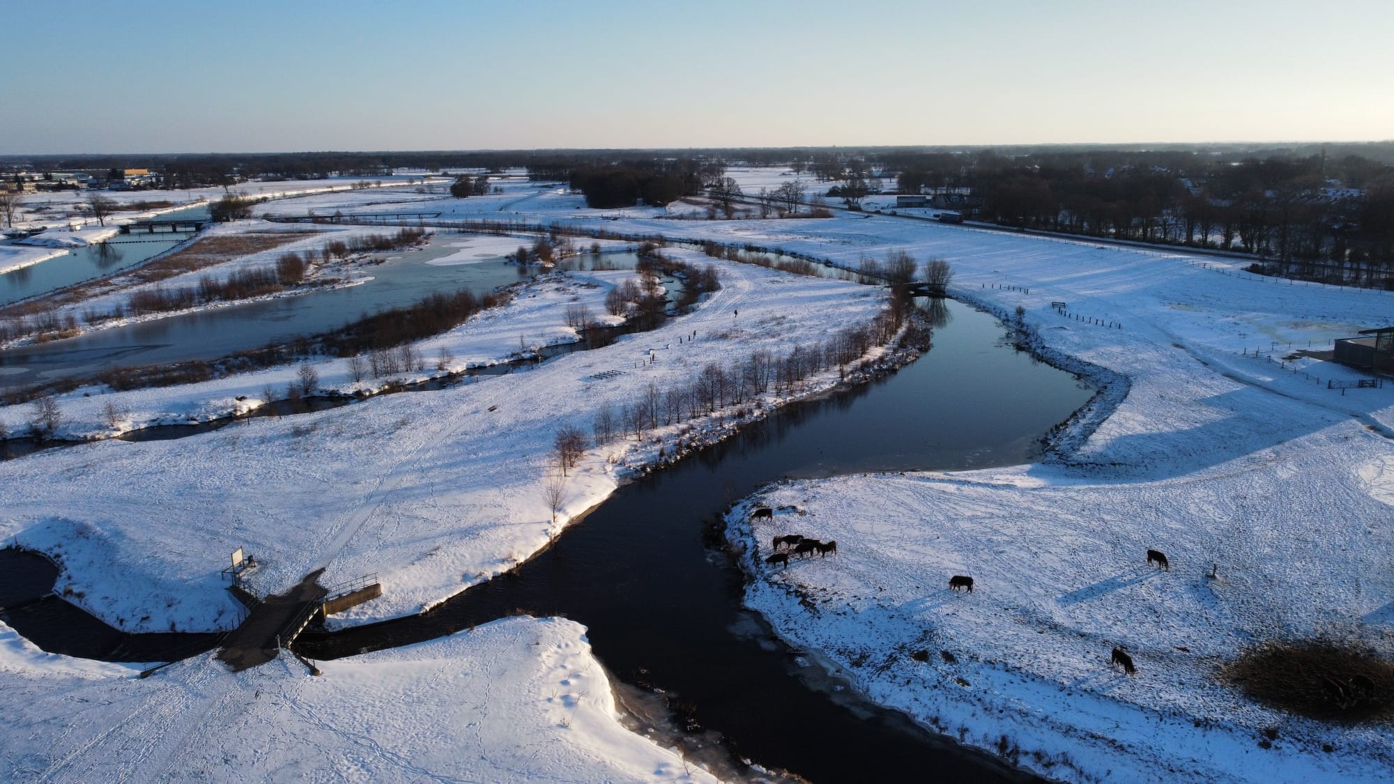 Hereford runderen in de sneeuw