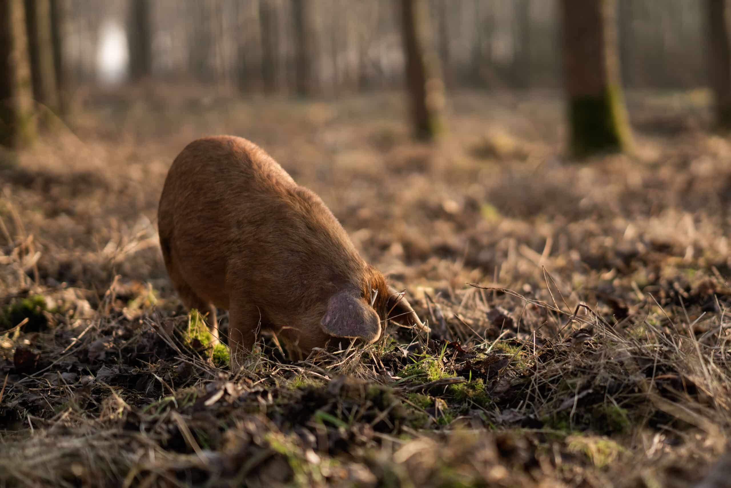 De levensloop van onze akkervarkens