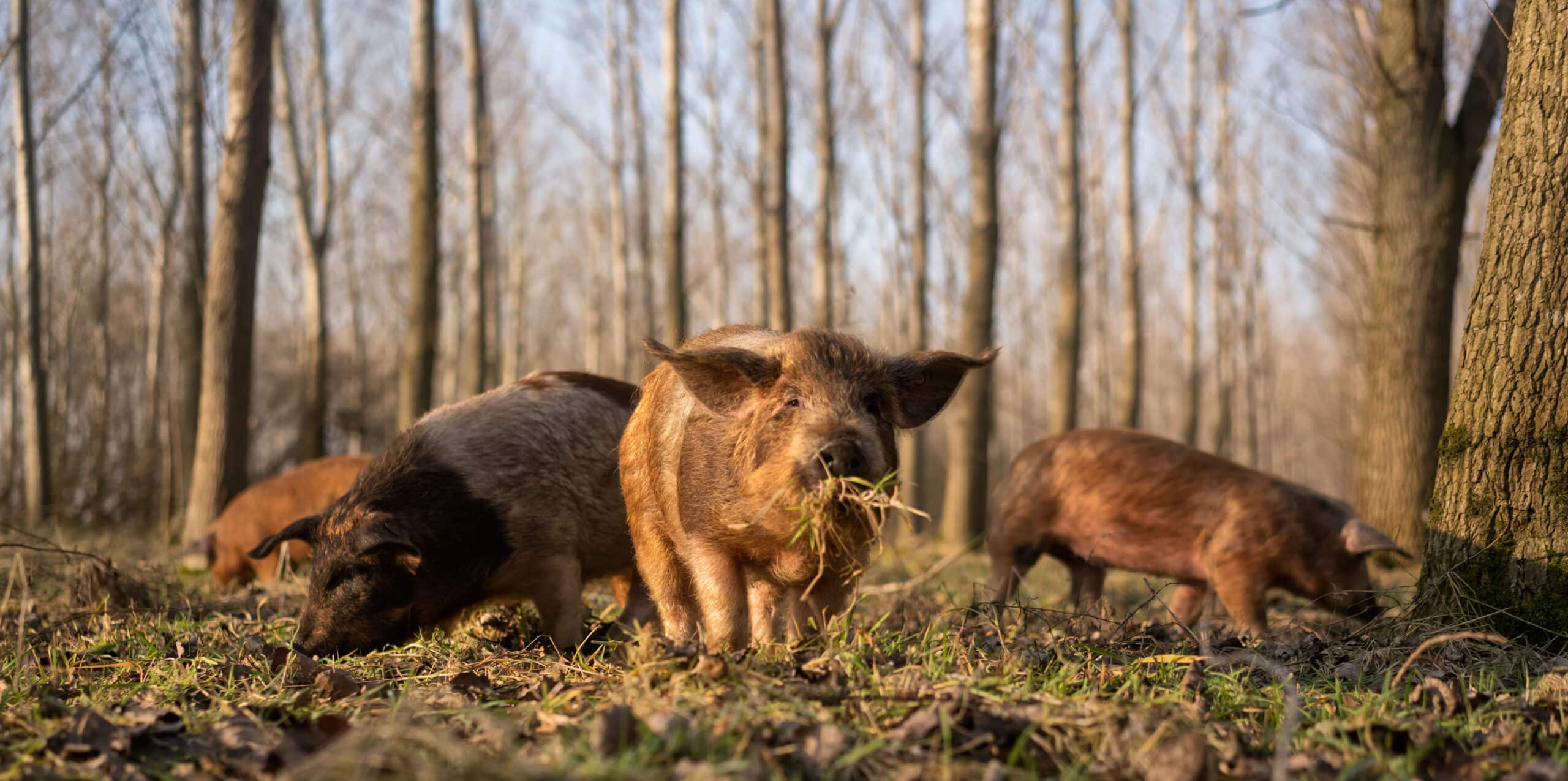 Kwaliteit door welzijn akkervarkens