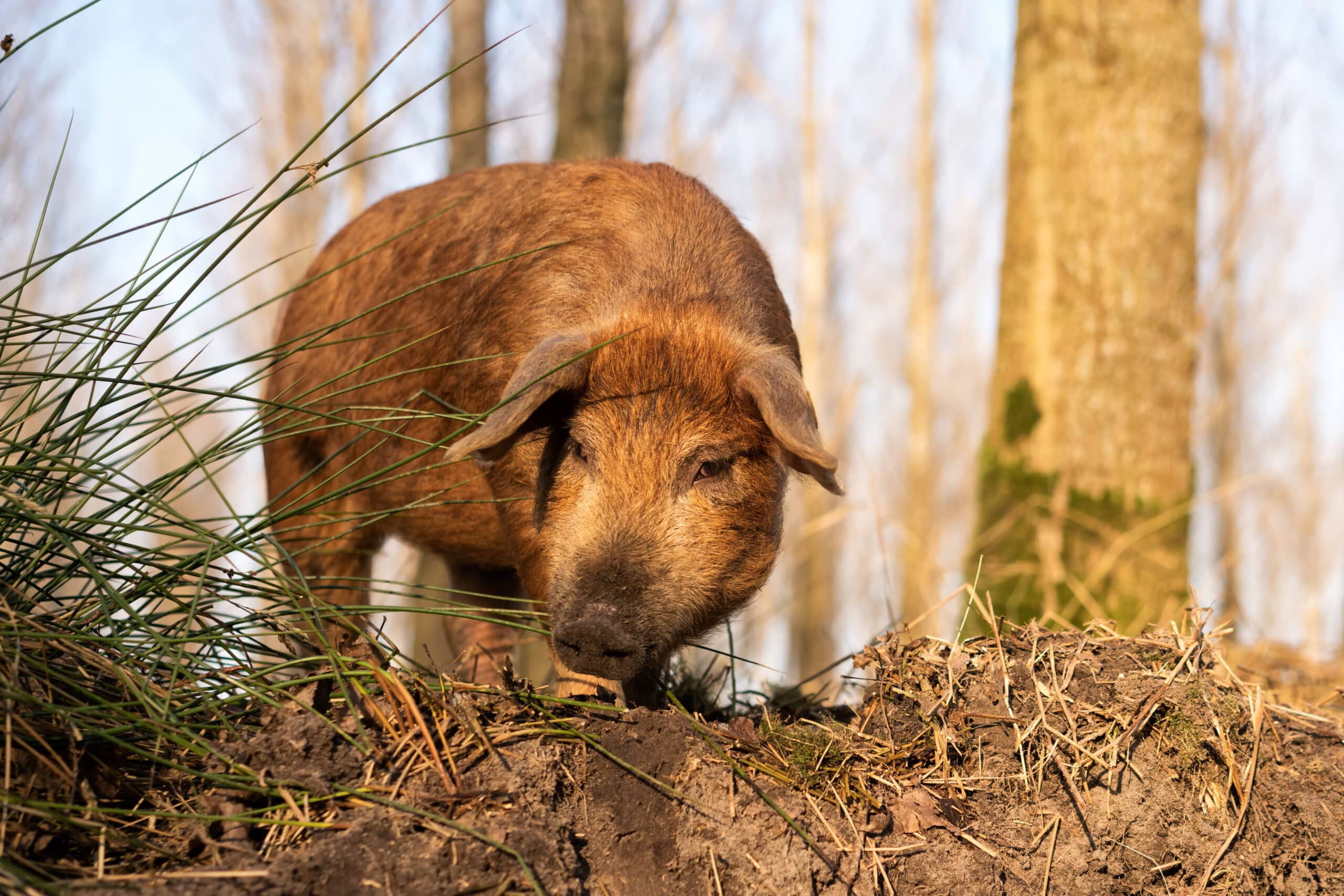 Akkervarken 100% natuurlijk vlees