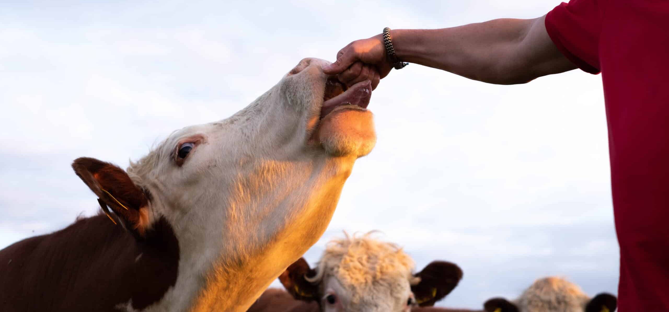 Verschillen tussen Schotse Hooglander vlees en Hereford Vlees